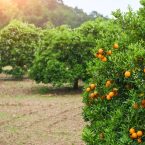 Orange - Orange tree Orange Park. Beauty world